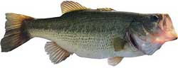 Tims Ford Lake Popular Fish - Largemouth Bass