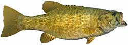 Liberty Reservoir Popular Fish - Smallmouth Bass