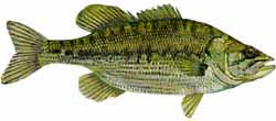 Normandy Lake Popular Fish - Spotted Bass