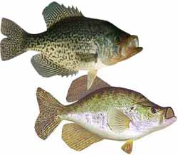 Cherokee Lake Popular Fish - Crappie
