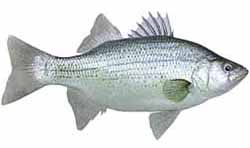 Blue Ridge Lake Popular Fish - White Bass