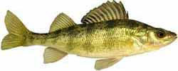 Burt Lake Popular Fish - Yellow Perch
