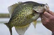 Crappie fishing in Alabama