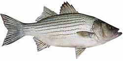 Lake Hopatcong Popular Fish - Hybrid Striped Bass