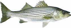 Caballo Lake Popular Fish - Striped Bass
