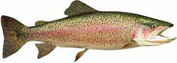 Twin Lakes Reservoir Popular Fish - Rainbow Trout