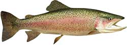 Lake Glenville Popular Fish - Rainbow Trout
