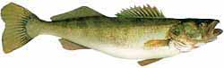 Allegheny Reservoir Popular Fish - Walleye