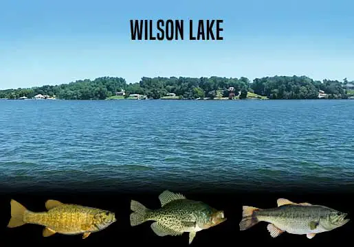 Fishing Report Wilson Lake, AL
