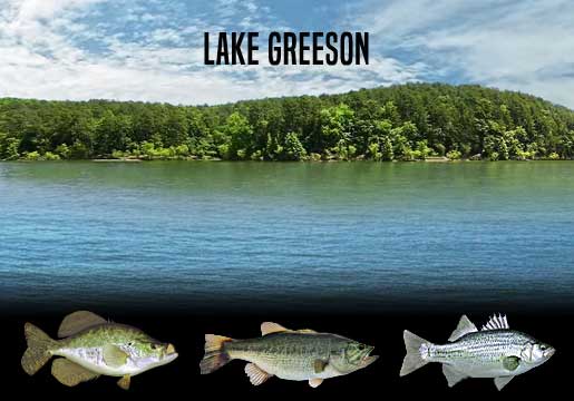 Fishing Report Lake Greeson, AR