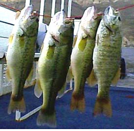 Largemouth and smallmouth bass from Apache Lake, AZ