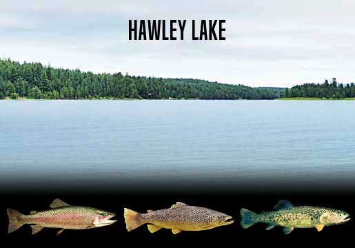 Fishing Report Hawley Lake, AZ
