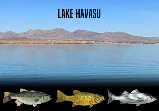Fishing Report Lake Havasu