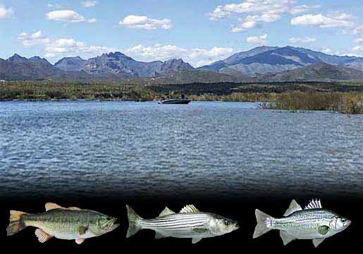 Fishing Report Lake Pleasant, AZ