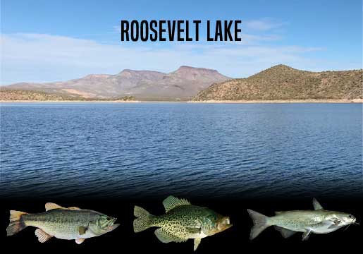 Fishing Report Roosevelt Lake