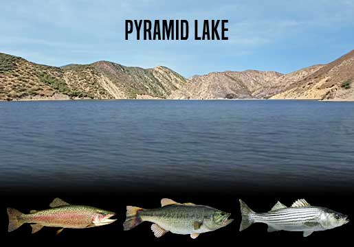 Fishing Report Pyramid Lake, CA