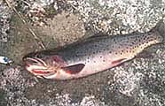 Colorado Cutthroat Trout