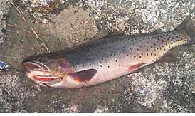 Cutthroat Trout