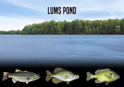 Fishing Report Lums Pond, DE