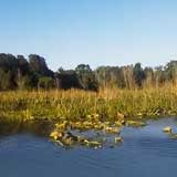 Lake Weir, Florida