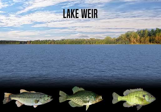 Fishing Report Lake Weir, FL