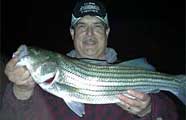 Georgia Striper