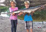 Longnose gar caught in GA