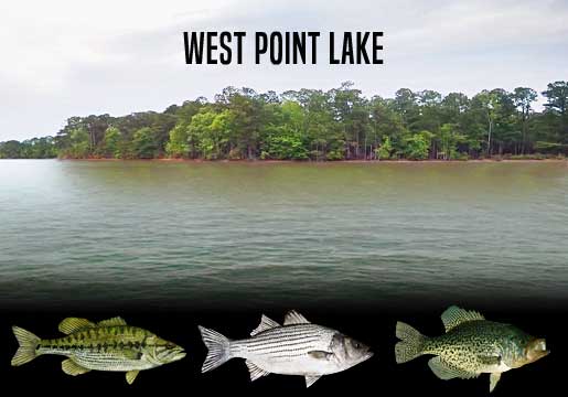 Fishing Report West Point Lake, GA