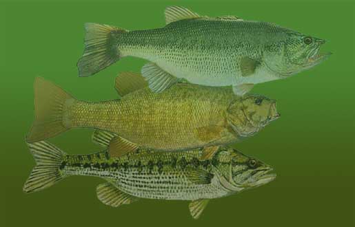 Largemouth, Smallmouth and Spotted Bass