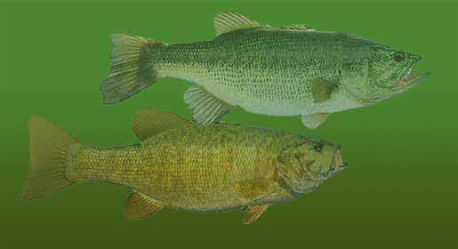 Largemouth and Smallmouth Bass