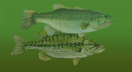 Largemouth and Spotted Bass