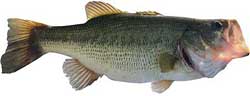 Largemouth Bass