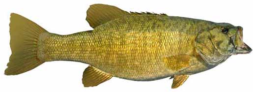 Smallmouth Bass