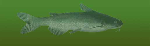 White Catfish