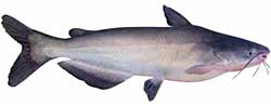 Blue Catfish