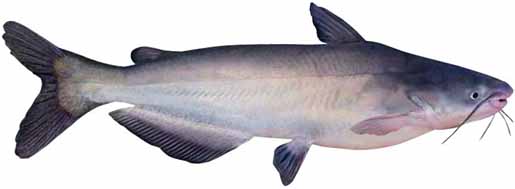 Blue Catfish