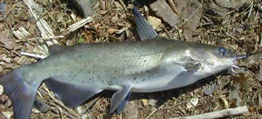 Catfish Fishing