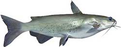 Lake Keowee Popular Fish - Channel Catfish