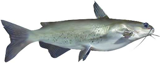 Channel Catfish