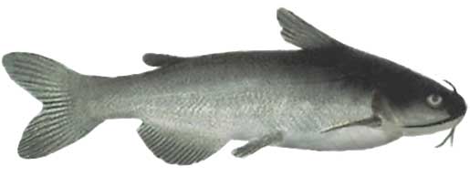 White Catfish