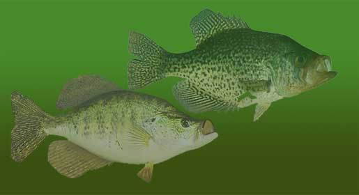 Black and White Crappie