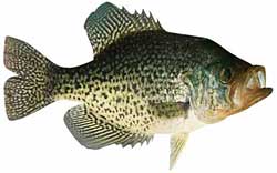 Lake Keowee Popular Fish -Black Crappie