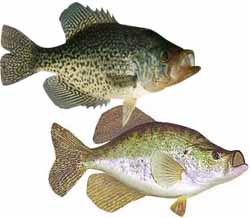 Pomme de Terre Lake Popular Fish - Crappie