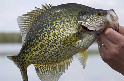 Catching Crappie