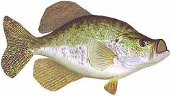 Lake Springfield Popular Fish - White Crappie