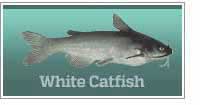 White catfish