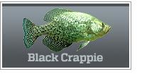 Black crappie