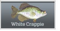 White crappie