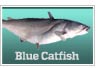 Blue catfish