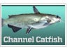 Channel catfish